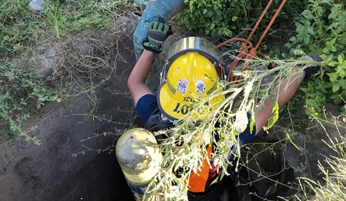 Bomberos de Guasave rescatan a perrito de fosa con agua
