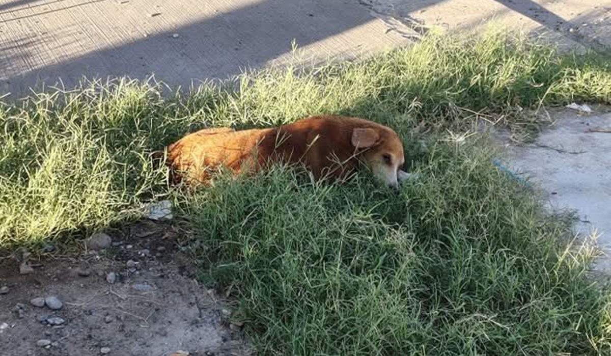 Bomberos de Guasave rescatan a perrito de fosa con agua