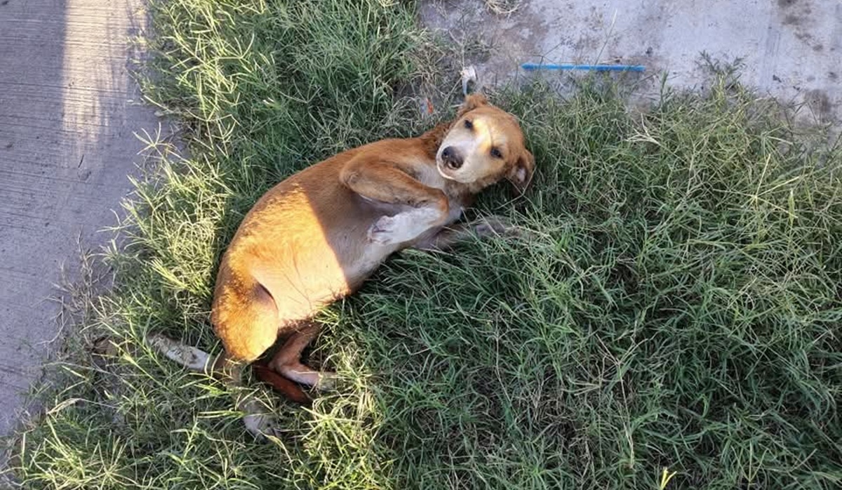 Bomberos de Guasave rescatan a perrito de fosa con agua