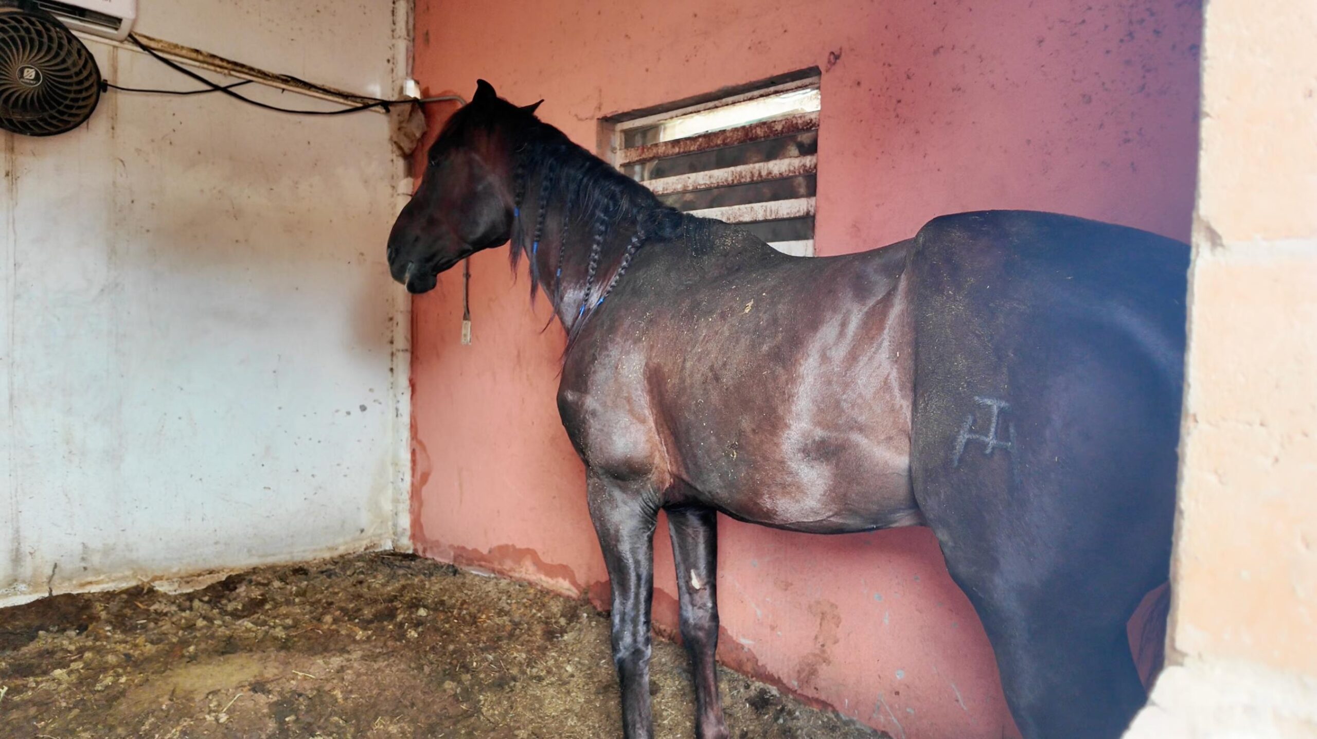 caballito decomisado en cateo de rancho de sinaloa