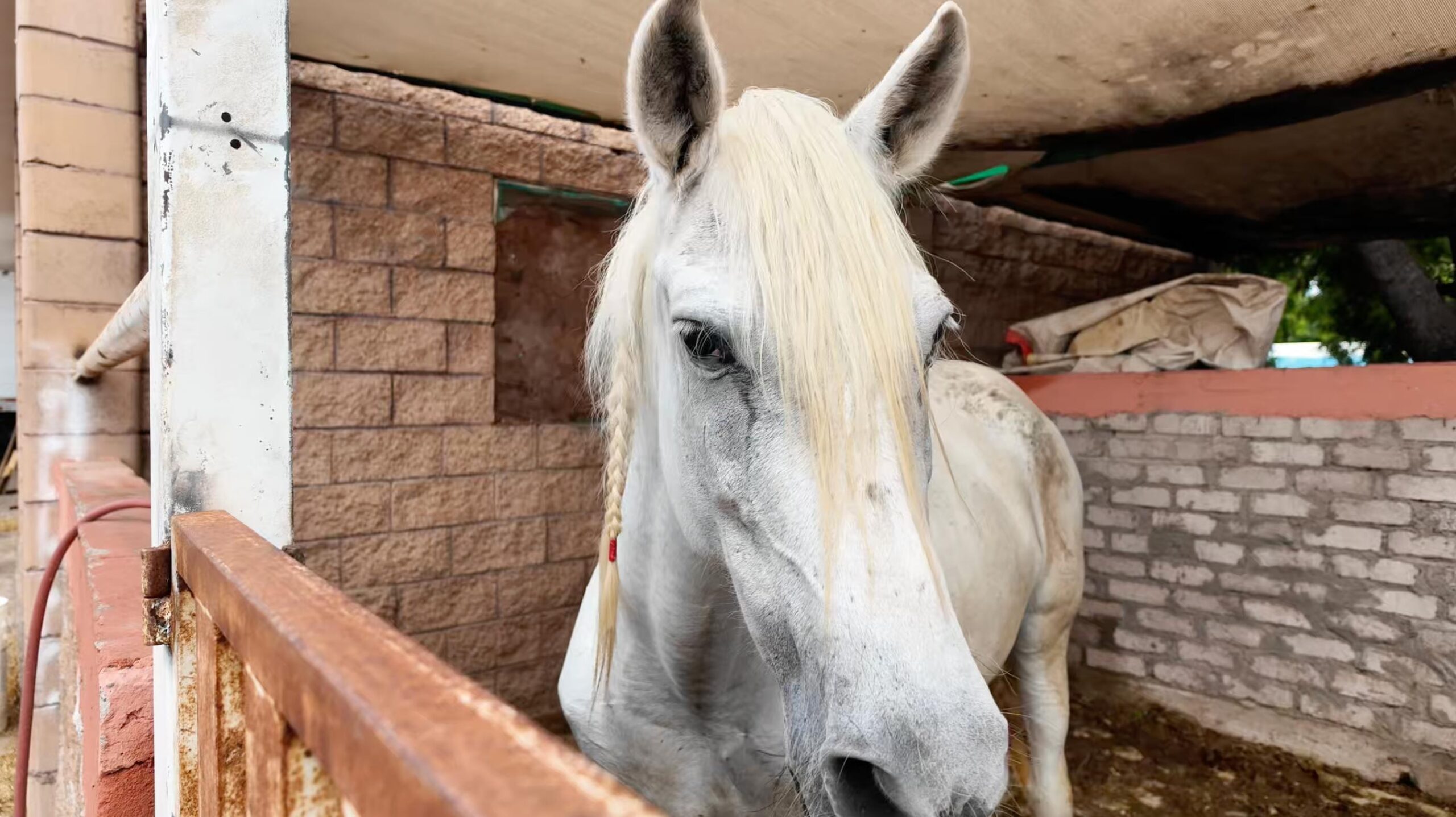 caballo blanco decomisado en cateo de rancho en sinaloa