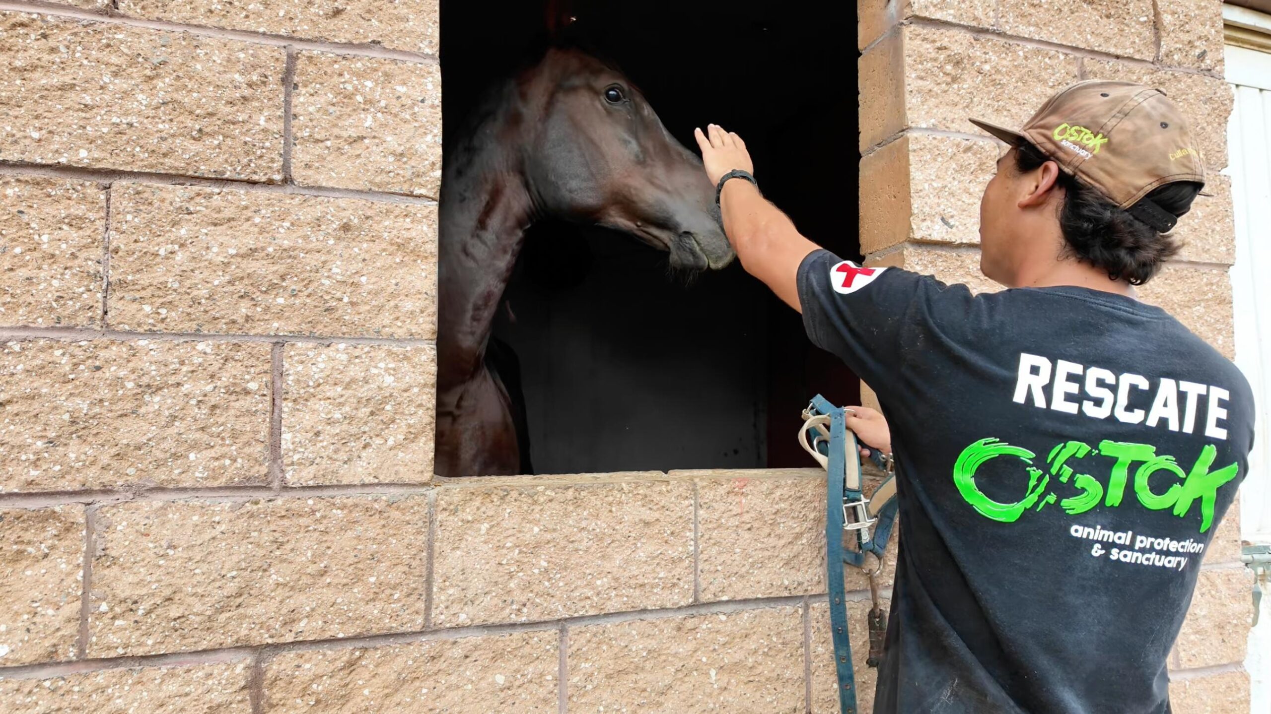 caballo decomisado en cateo de rancho de sinaloa