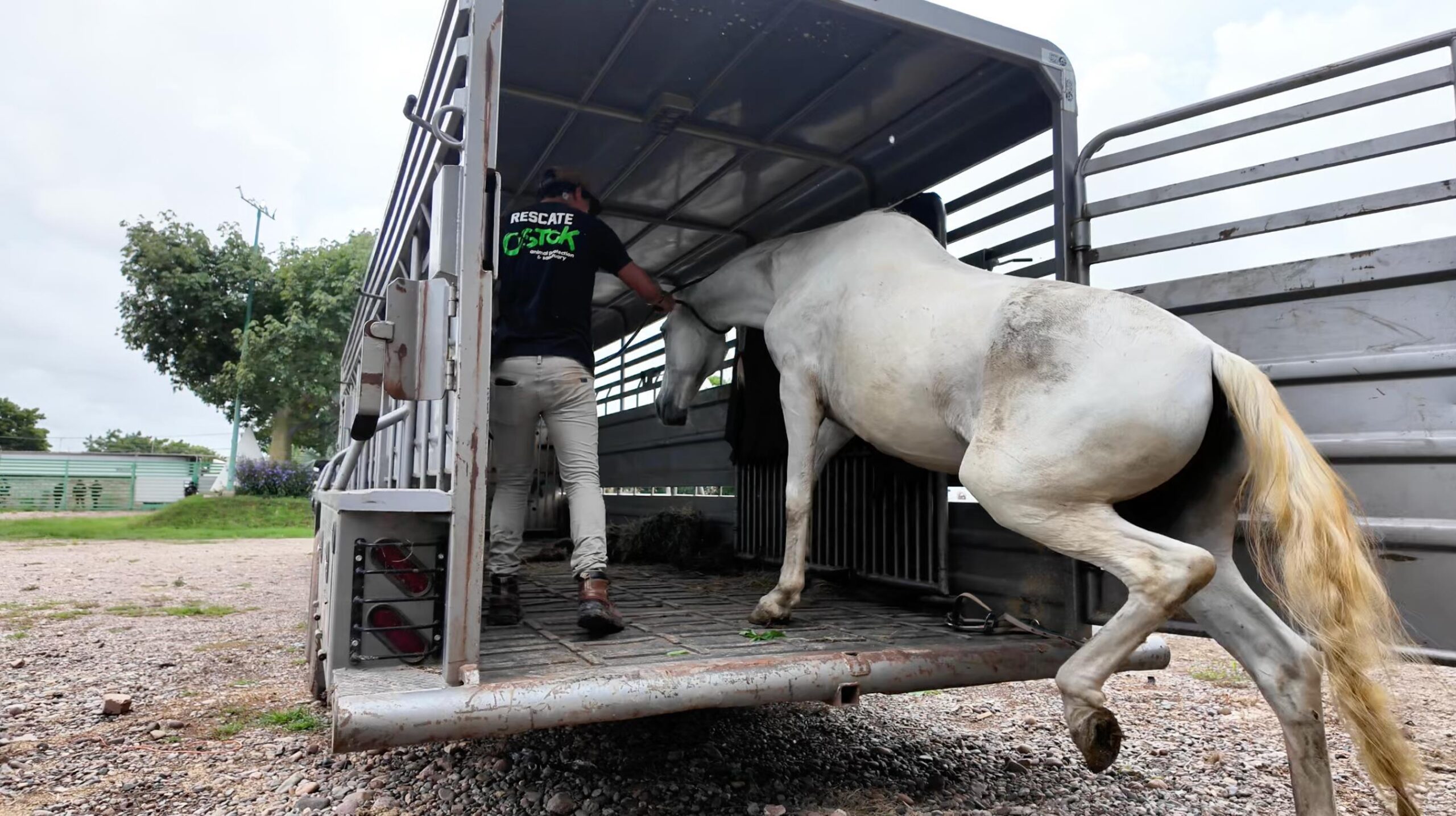 caballo decomisado en cateo de rancho en Sinaloa