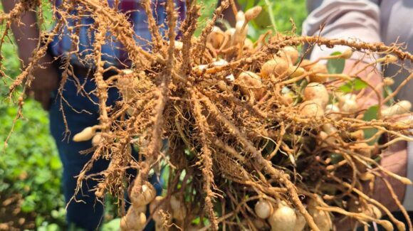 Benefician lluvias producción de cacahuate en el valle de Mocorito, pero esperan no llueva en octubre