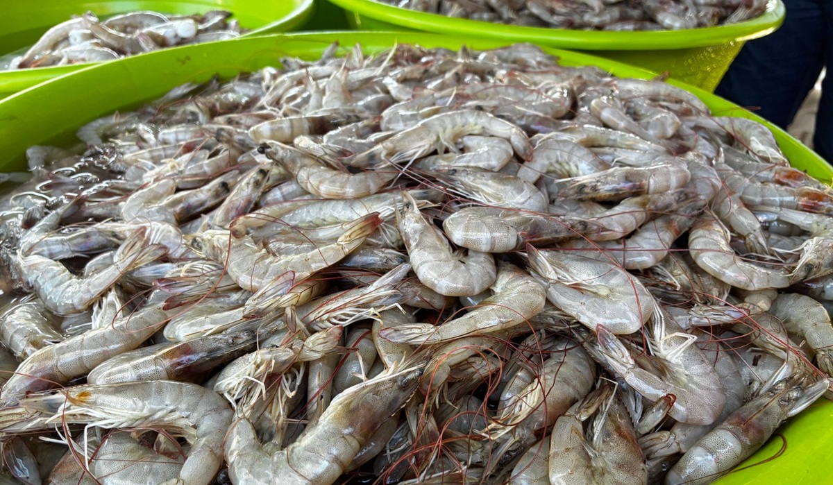 Camarón en venta en calle Aquiles Serdán, en Mazatlán