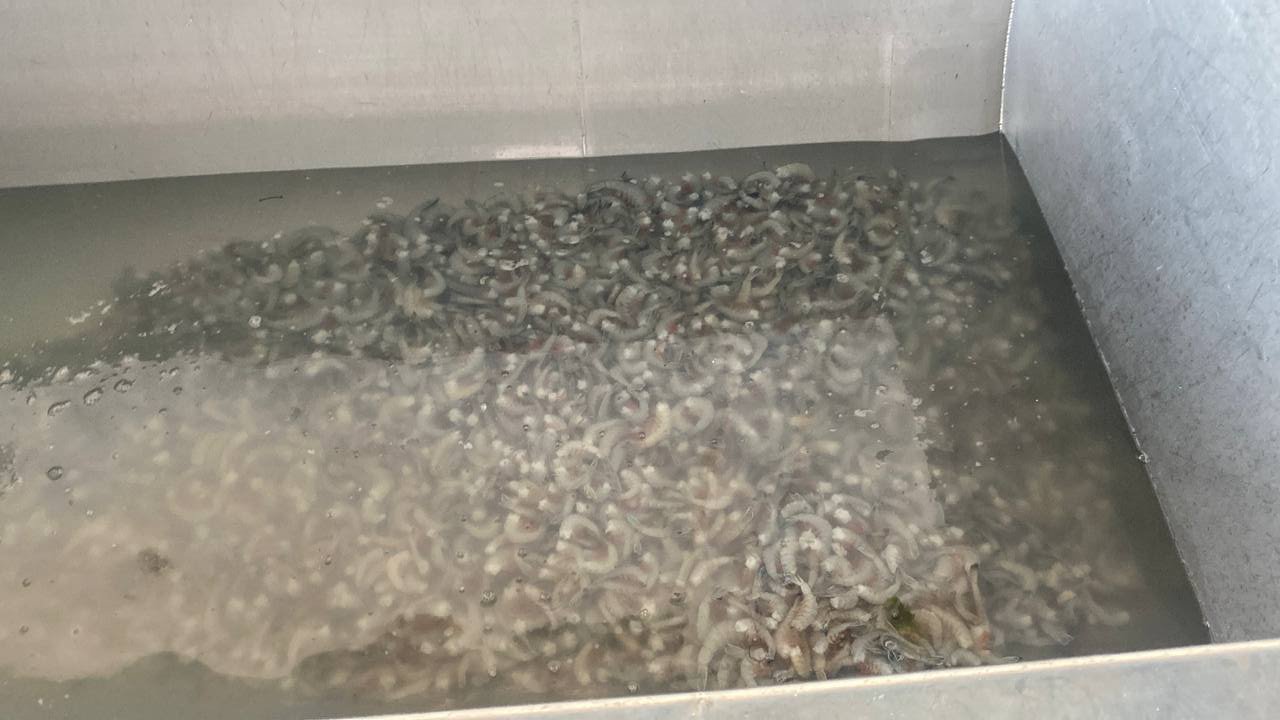 Camarones