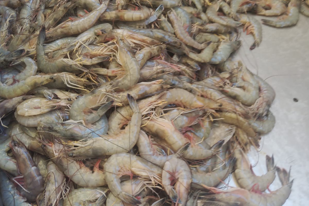 Camarones