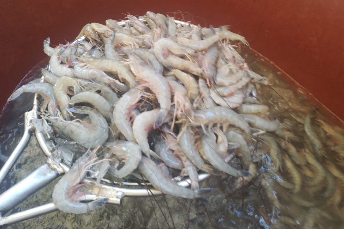 Camarones