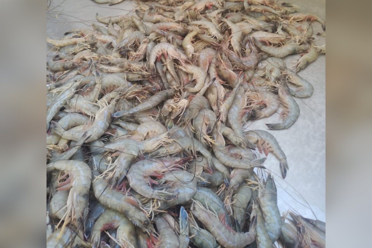 Camarones