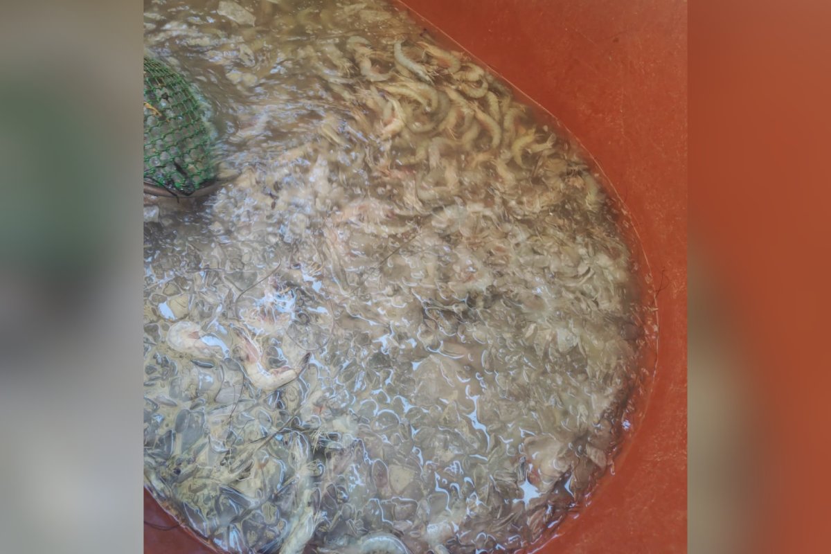 Camarones