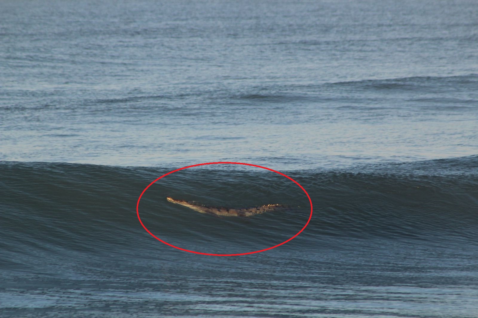 cocodrilo en playa de Mazatlán