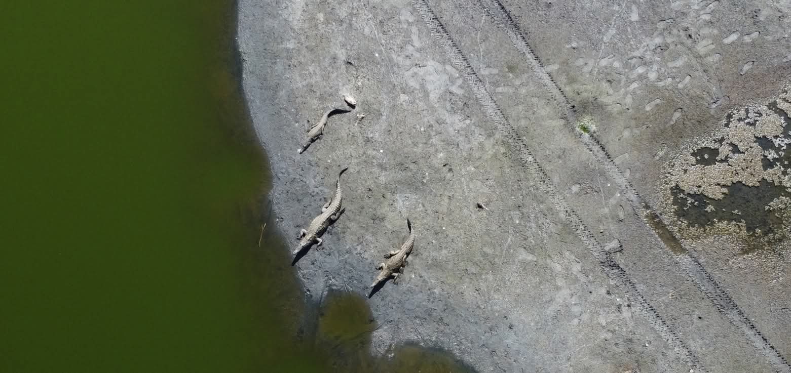 cocodrilos