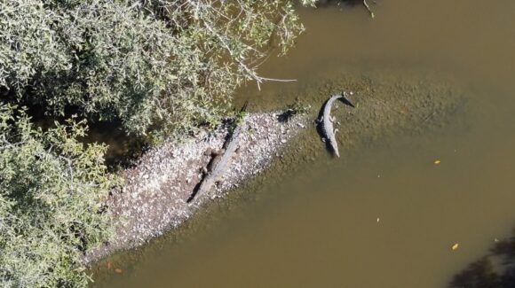 Cocodrilos a la vista; charlarán sobre ellos, la ciencia, conservación y su cultura en Mazatlán, Sinaloa