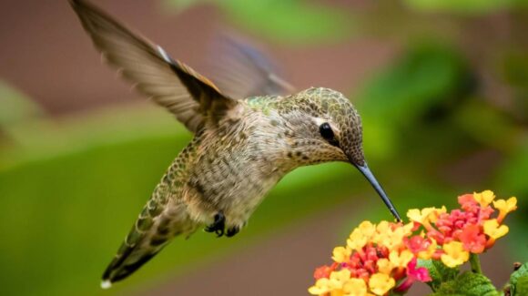 ¿Qué significa que un colibrí visite tu jardín? Mensajes espirituales, memoria ancestral y señales de esperanza