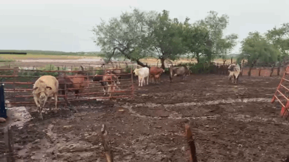 Lluvias sobre Mazatlán, Sinaloa, favorecen a la ganadería, pero falta que se recuperen los pozos