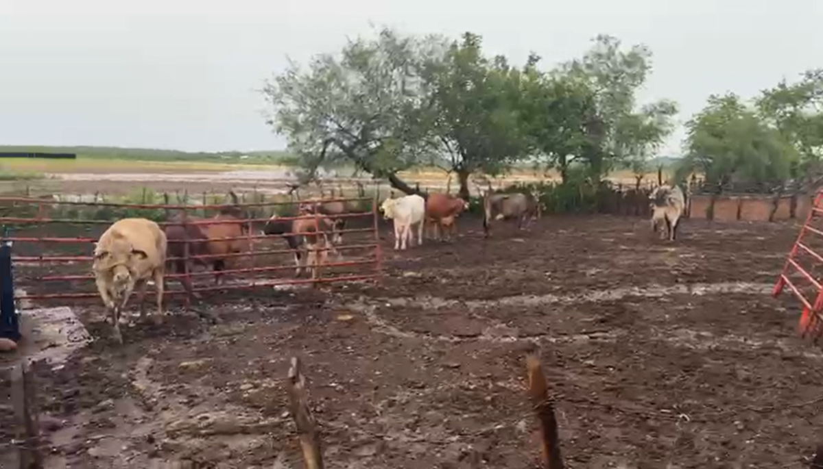 Corral de vacas tras lluvias en Mazatlán