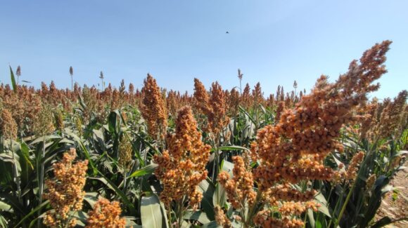 Cultivos temporaleros en El Fuerte alcanzan buen desarrollo de momento gracias a las lluvias, aseguran AARFN