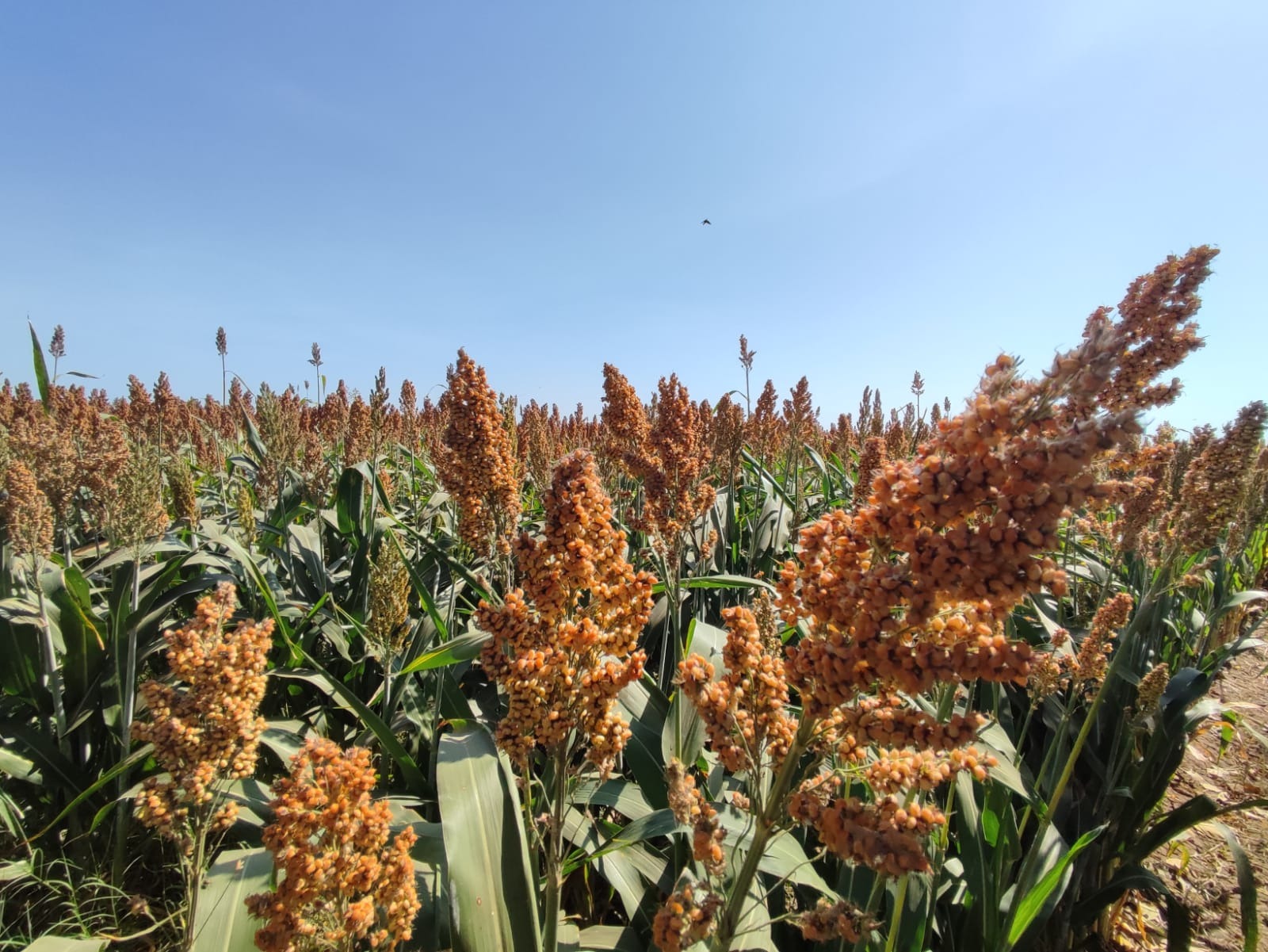 cultivo de sorgo