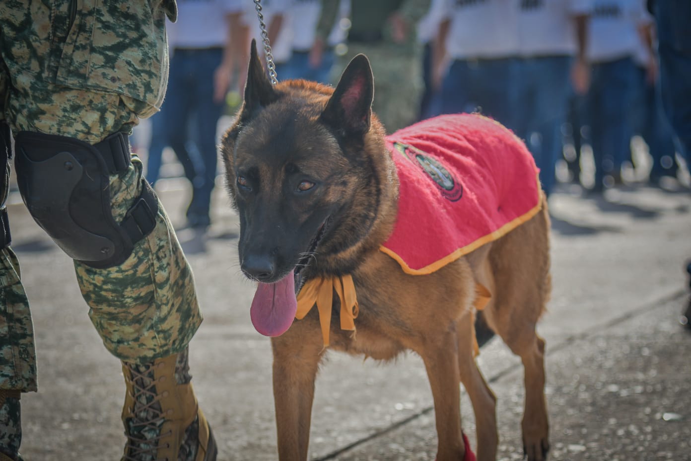 K9 desfilando en Guamúchil por el Día de la Independencia de México.