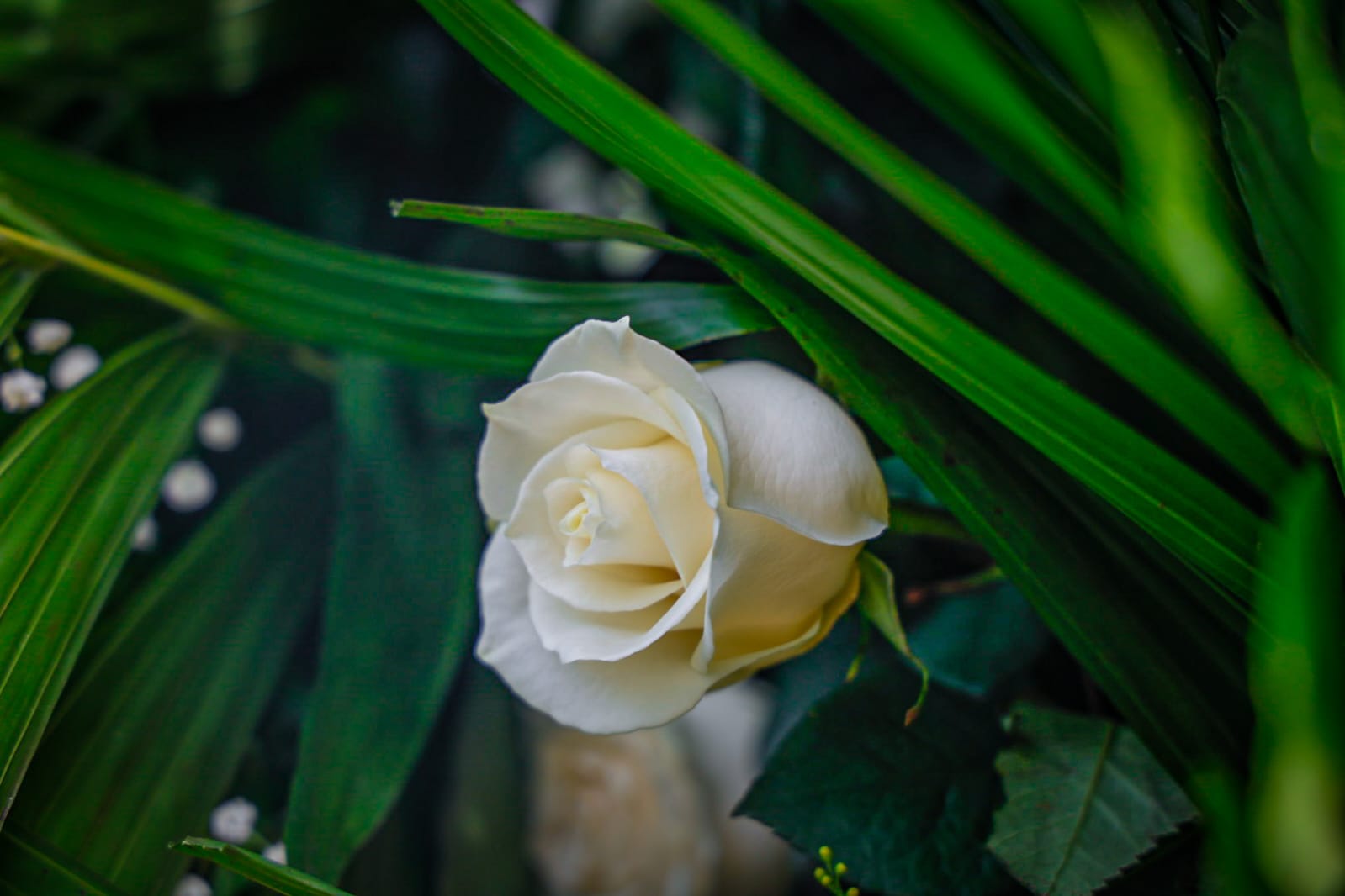 Rosa blanca