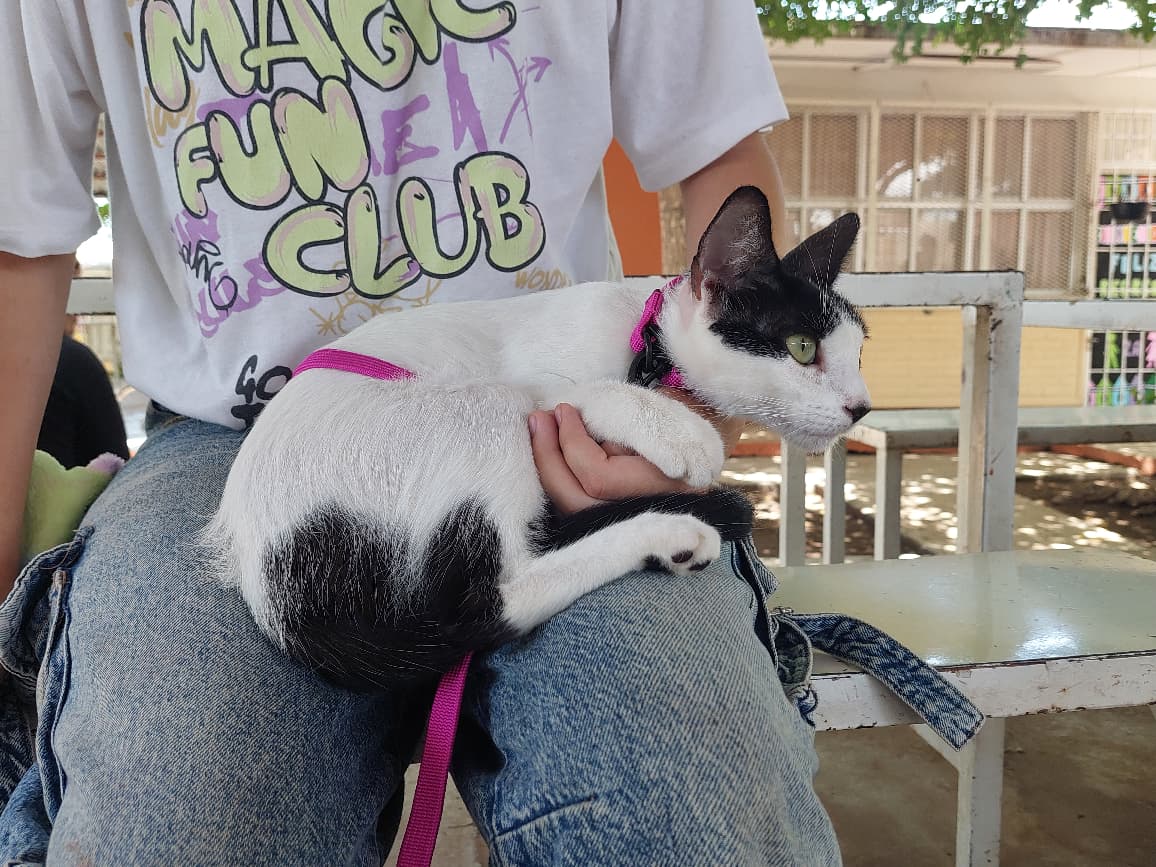 esteriliza fundacion mayla a mas de cien animalitos en guamuchil gatito