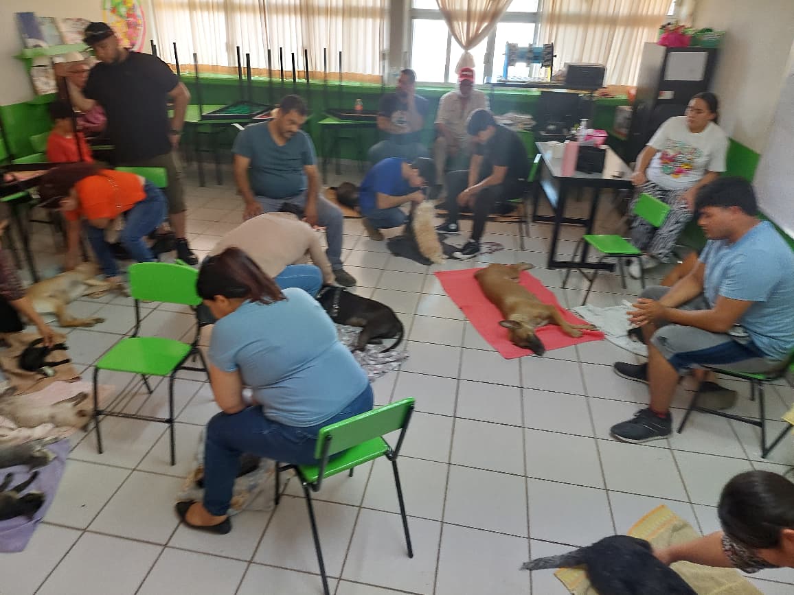 esteriliza fundacion mayla a mas de cien animalitos en guamuchil sin