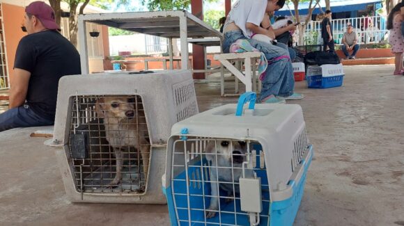 Esteriliza fundación Mayla a más de 100 animalitos en Guamúchil