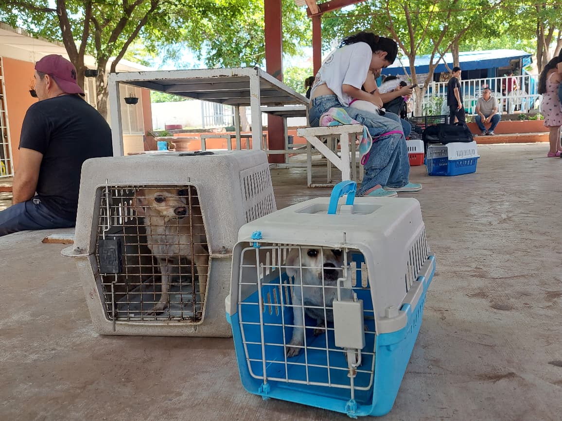 esteriliza fundacion mayla a mas de cien animalitos en guamuchil sinaloa