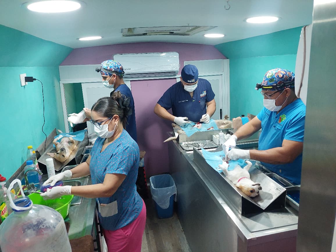 esteriliza fundacion mayla a mas de cien animalitos en guamuchil