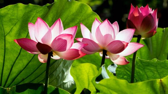 ¡Que no se ‘marchite’ tu dinero con la ‘Flor de la Abundancia’! Este es el mensaje de la Condusef
