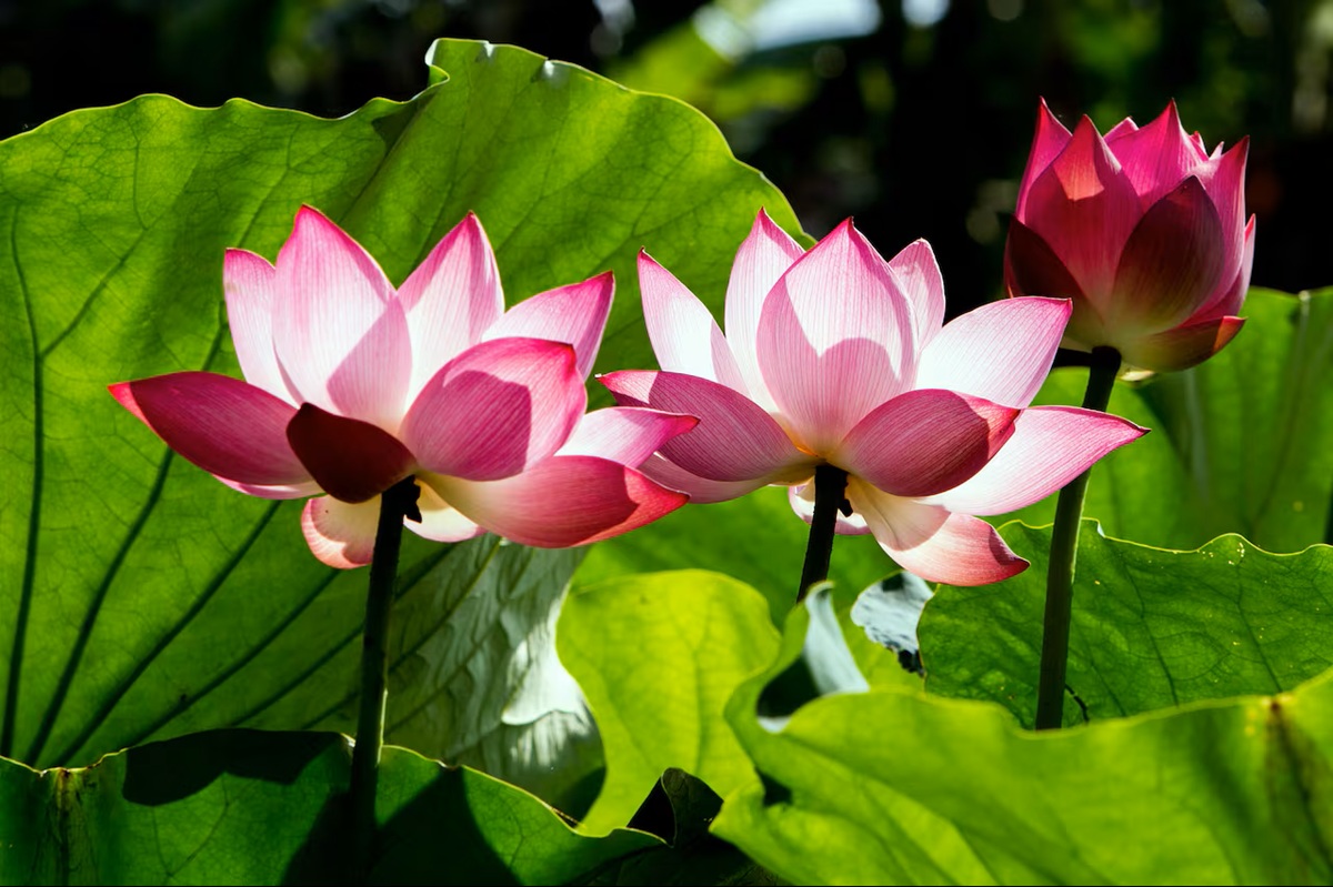 Flor de Lotto también conocida como de la abundancia
