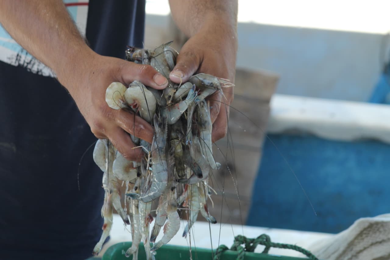 fracasa primer levanton de camaron en el huitussi guasave sin