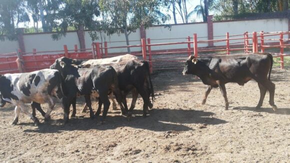 Se recupera ganado de Concordia; hay agua y alimento, es ventaja para los productores también