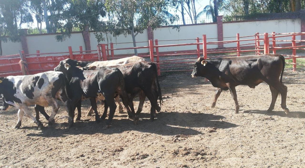 ganado en sinaloa
