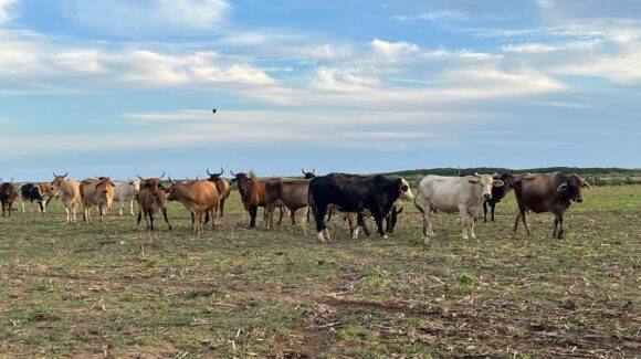 ¡Benditas lluvias! Sinaloa alcanza 50% de la producción de forraje y asegura alimentos para el hato: UGRS