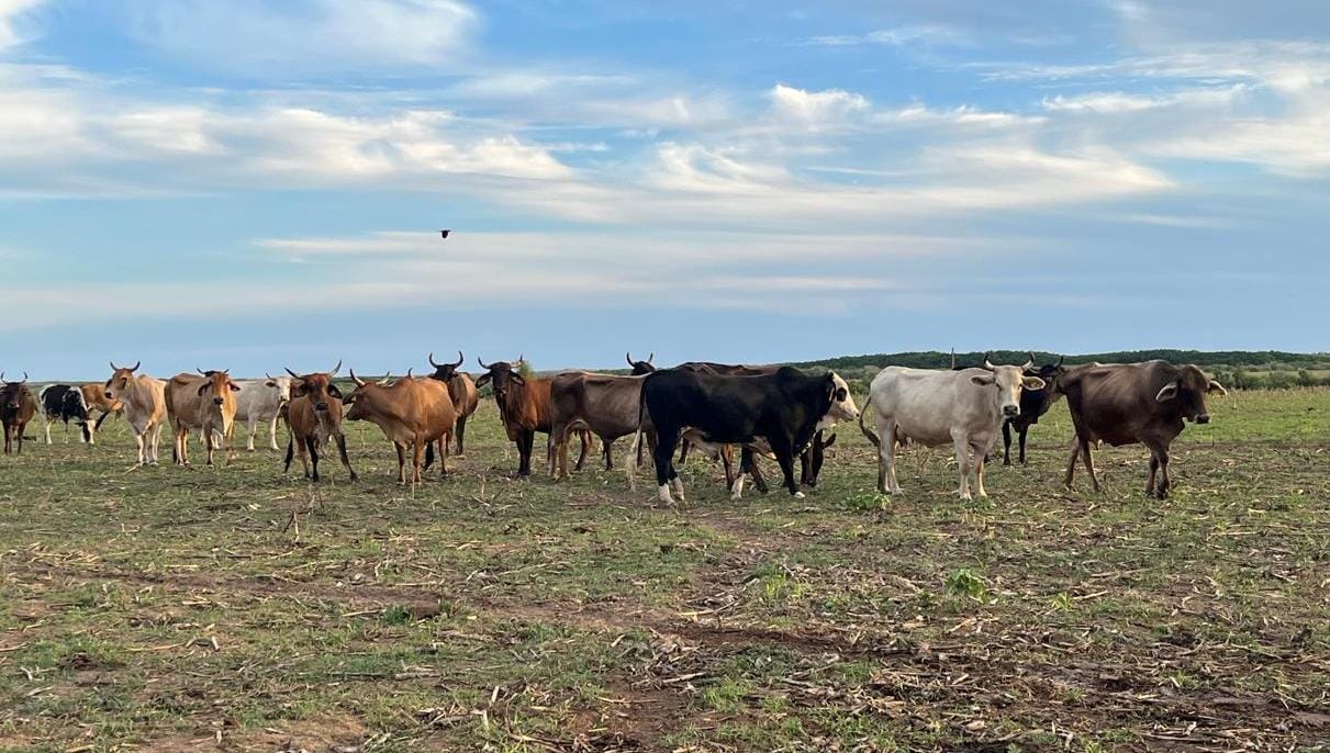 ganado en sinaloa