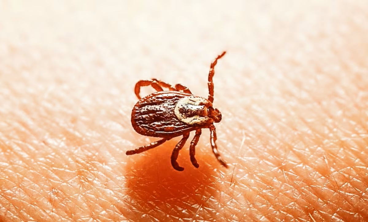 Rickettsia es trasmitida por garrapatas