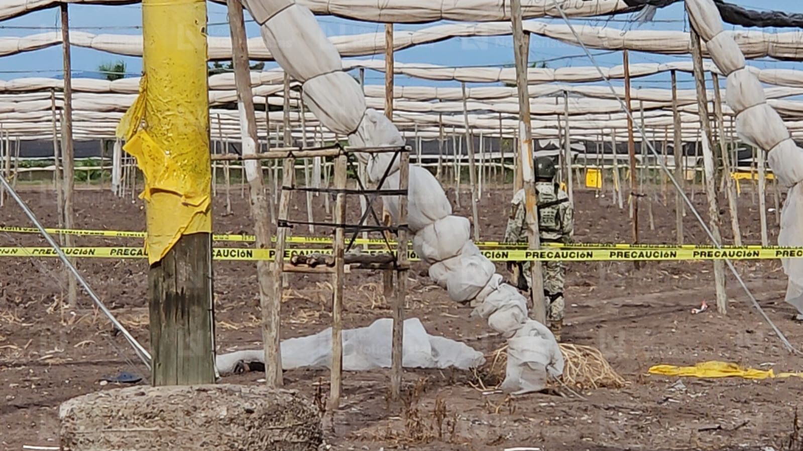 Hallan a hombre asesinado en tierras de cultivo en Costa Rica, Culiacán
