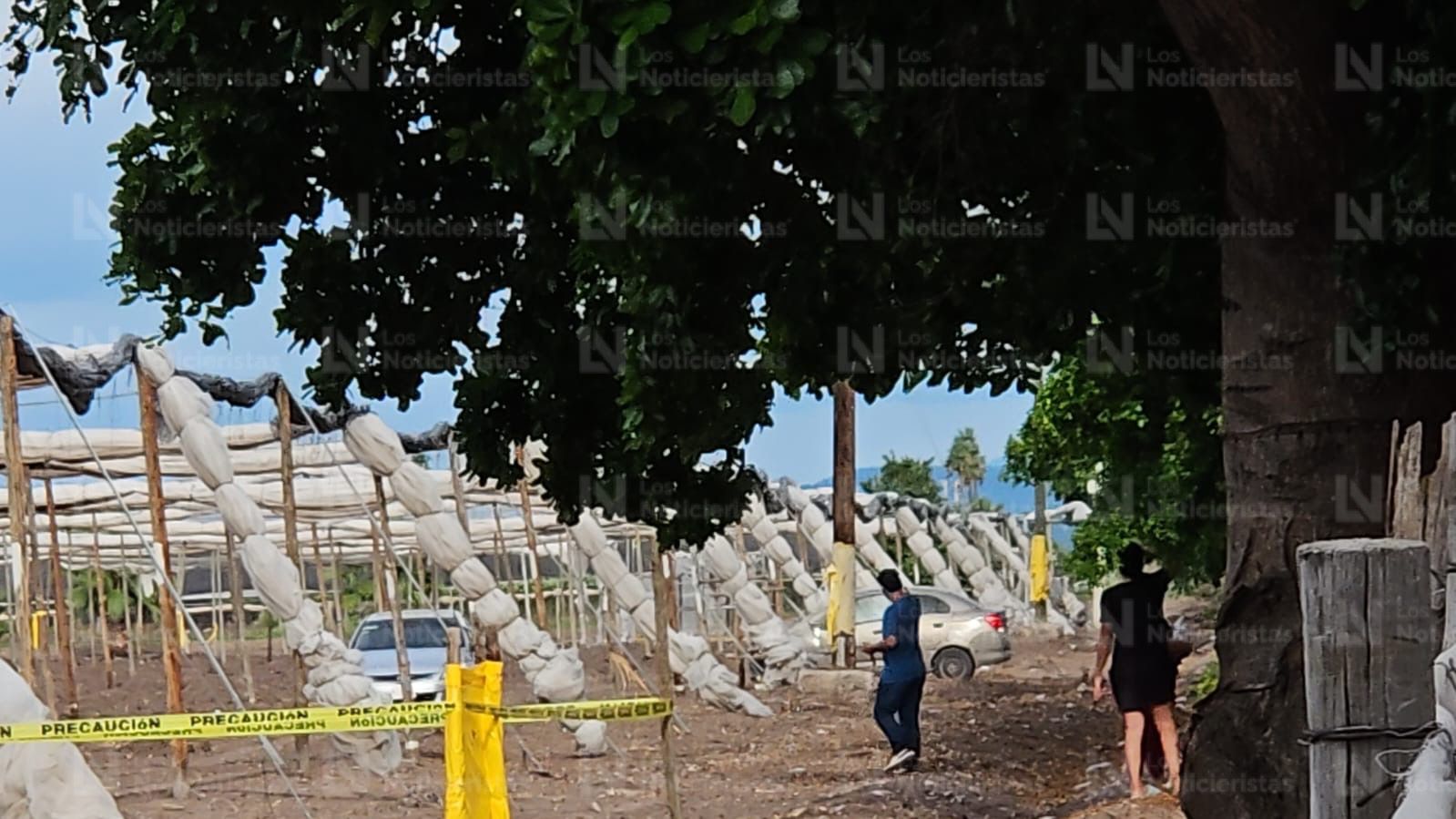 Hallan a hombre asesinado en tierras de cultivo en Costa Rica, Culiacán