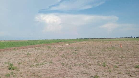 Hallan cadáver en estado de descomposición en predios agrícolas de Guasave, Sinaloa