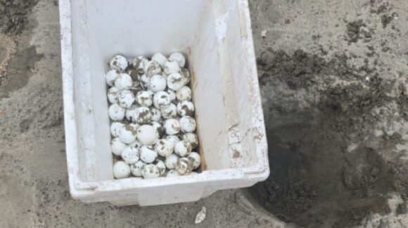 Mazatlán espera mayor arribo y reproducción de tortugas marinas durante 2026: Operadora de Playas