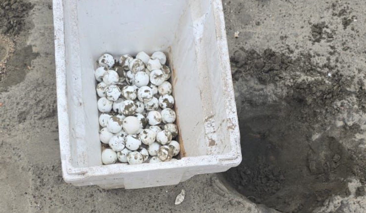 Huevos de tortuga rescatados en playa de Mazatlán, Sinaloa
