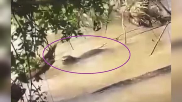 Reaparece la nutria o perro de río en El Recodo; se consideraba extinta pero volvió al río Presidio