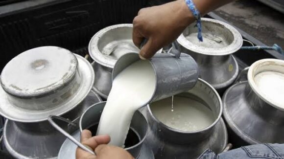 Productores de leche en Mazatlán, Sinaloa buscan que pasteurizadoras paguen a 12.50 el litro y sea redituable la labor