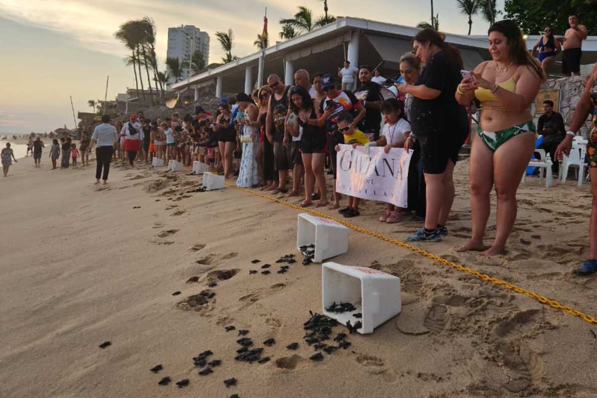 Liberan crías de tortuga marina en playas de Mazaztlán