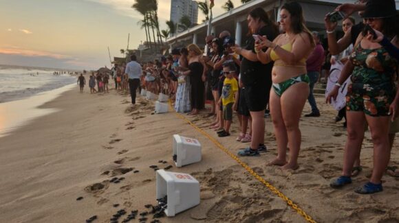 De enero a septiembre, se han rescatado 557 nidos y 53 mil 718 huevos de tortuga marina en Mazatlán, Sinaloa