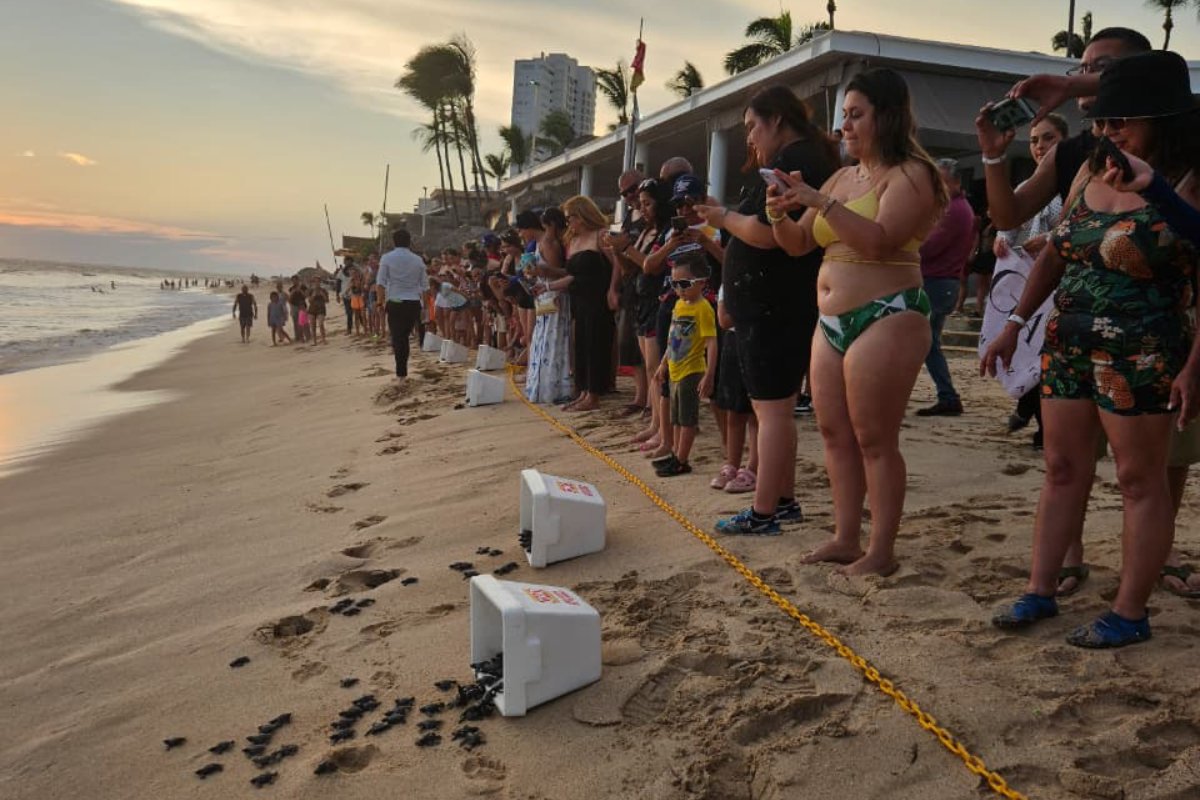 Liberan crías de tortuga marina en playas de Mazaztlán