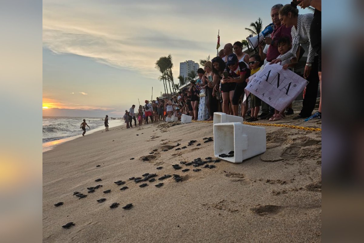 Liberan crías de tortuga marina en playas de Mazaztlán
