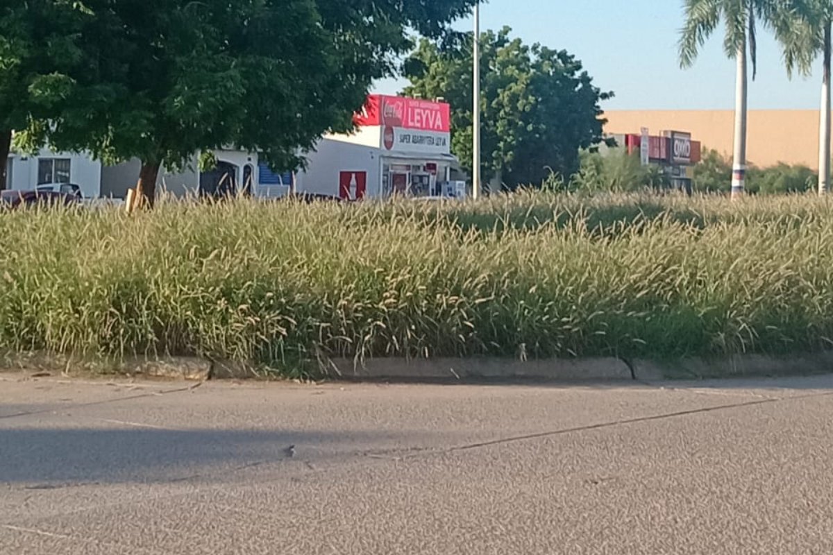 Camellones y banquetas con maleza crecida