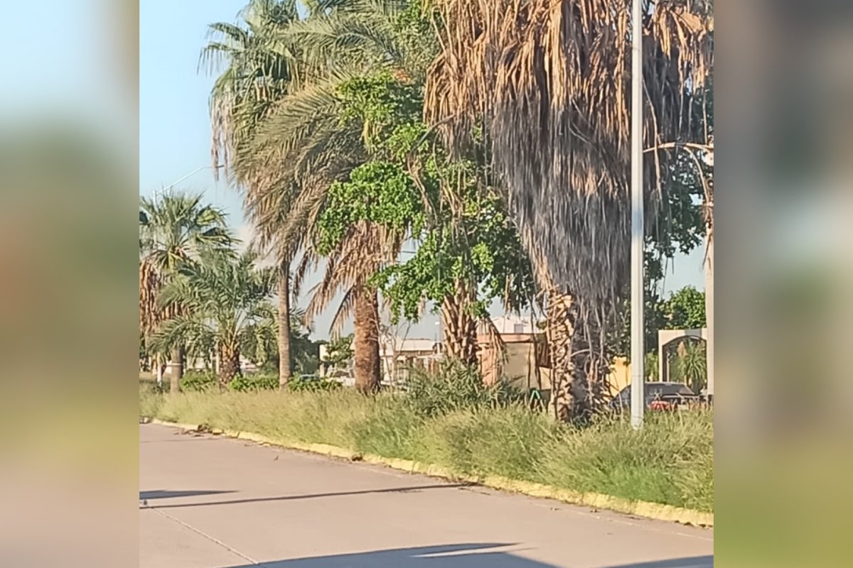 Camellones y banquetas con maleza crecida